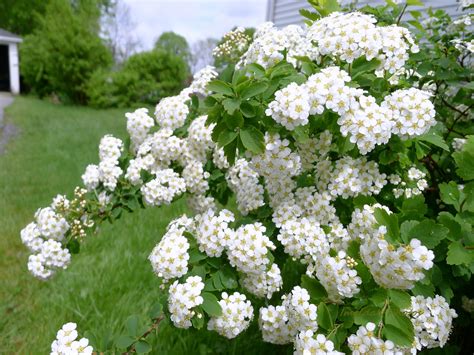 white flower bush  wall