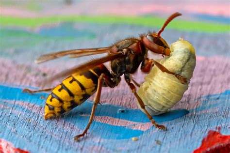 asiatische hornisse eine bedrohung fuer einheimische bienen schweizer