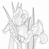 Iris Drawn sketch template