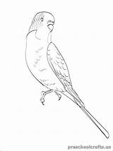 Budgie Coloring Pages Perruche Printable Dessin Colorier Drawing Bird Imprimer Swallow Kid Conure Budgies Outline Birds Coloriage Drawings Print Getdrawings sketch template