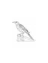 Grackle Coloring Common Large Iridescent Bird sketch template