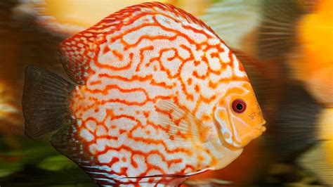aquarien diskusfisch tiere im wasser natur planet wissen