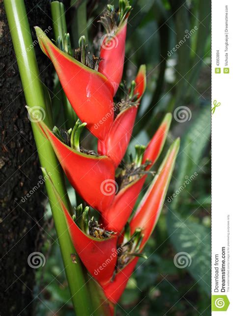 Bird Of Paradise Tropical Rainforest Close Up Tropical