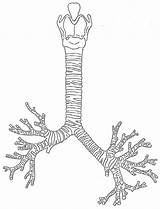Trachea Creationwiki Anatomy sketch template