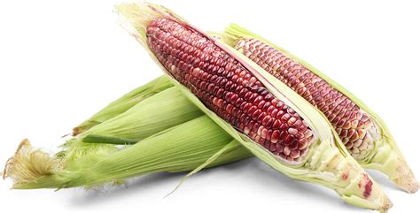 red corn information recipes  facts