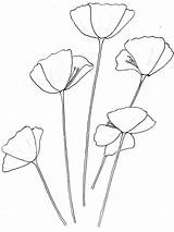 Poppy Drawing Outline Template California Colouring Flower Easy Flowers Kids Drawings Clipart Tattoo Poppies Line Simple Printable Sketch Coloring Getdrawings sketch template