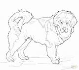 Coloring Poodle Pages Toy Mastiff Pinscher Miniature Getcolorings Getdrawings Shepherd German Colorings French sketch template