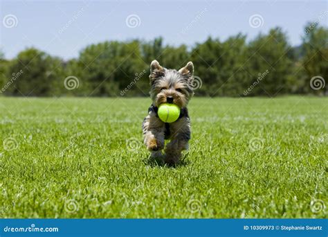 puppy running stock image image  outdoors funny closeup