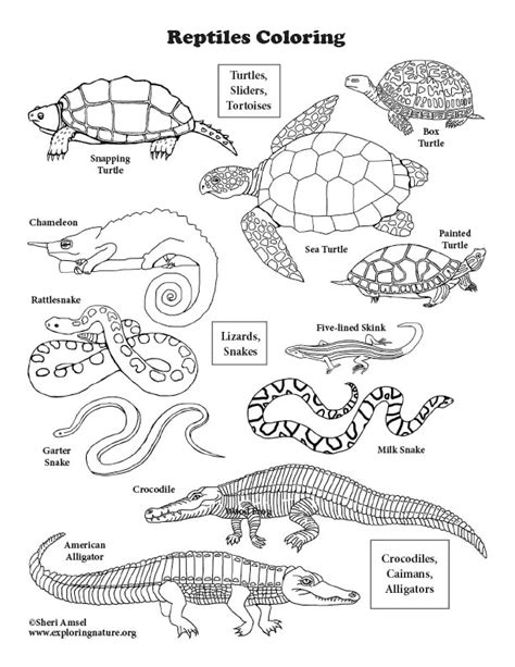 coloring pages reptiles