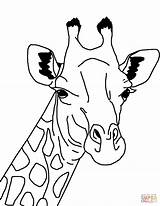 Giraffe Face Drawing Coloring Choose Board Drawings sketch template