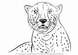 Cheetah Face Drawing Draw Step Easy Cat Simple Tutorial Big Faces Cats Cartoon Running Cheetahs Leopard Learn Getdrawings Paintingvalley Drawings sketch template