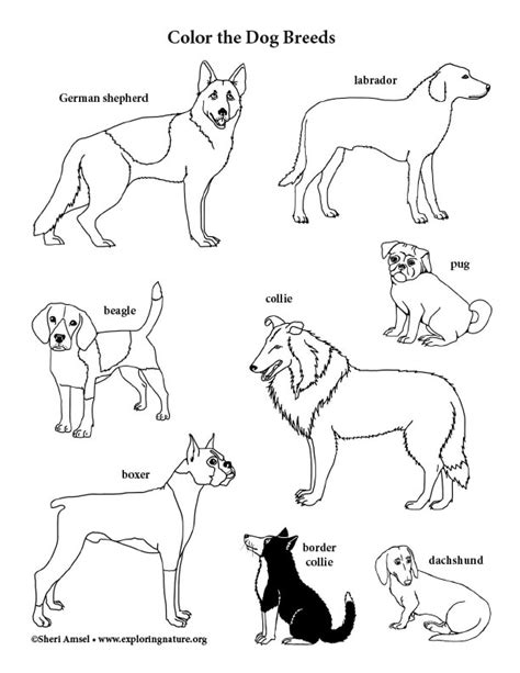 coloring pages dog breeds