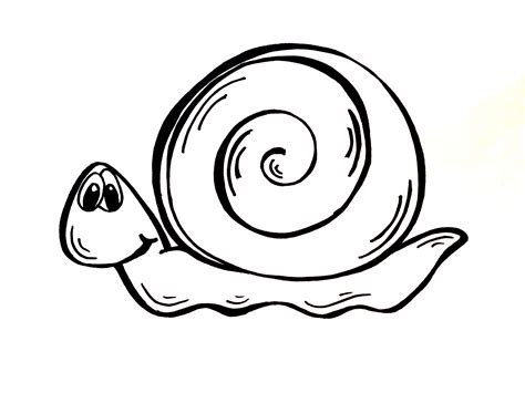 snail drawing clipart