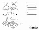 Mushroom Superstarworksheets sketch template