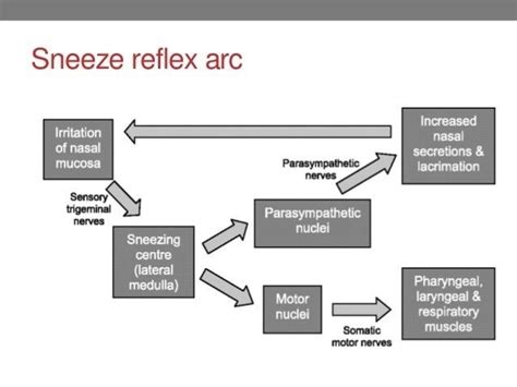 define reflex arc draw  flow chart showing  sequence    occur  sneezing