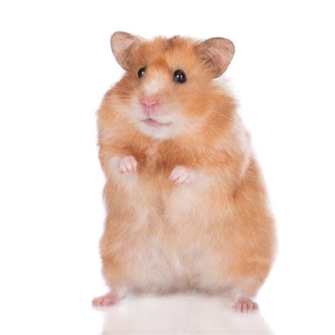 train  hamster petsoid