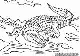 Mewarnai Buaya Crocodiles Alligators Dahulu Zaman Cocodrilos Hewan Crocodilos Pemandangan sketch template