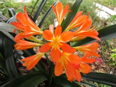 life   leaves impatience rewarded blooming clivia