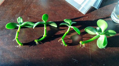 Propagate Jade Plant From Leaf Garden Bugs