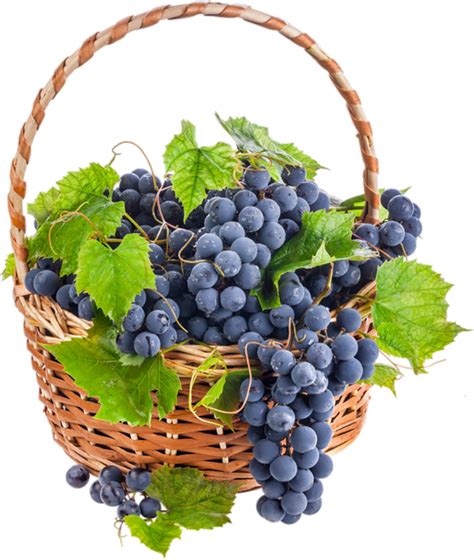 grappe de raisin noir tube grapes png uva trauben centerblog