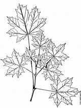 Coloring Maple Tree Pages Printable Recommended Getcolorings sketch template