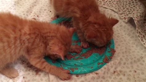 Messy Kitten Dinner Time Five Week Old Foster Kittens Youtube