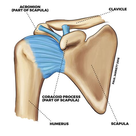 shoulder joint anatomy diagram