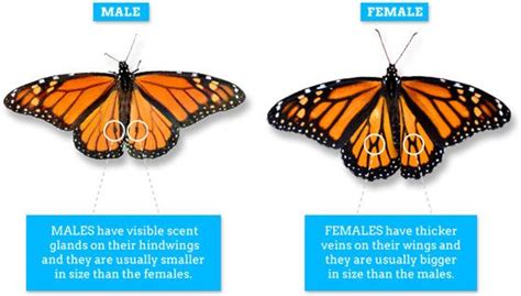 differences between male and female butterflies 1st grade pinterest monarch butterfly the