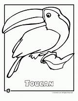 Endangered Rainforest Selva Aves Quetzal Preescolar Extinción Peligro Toucan sketch template