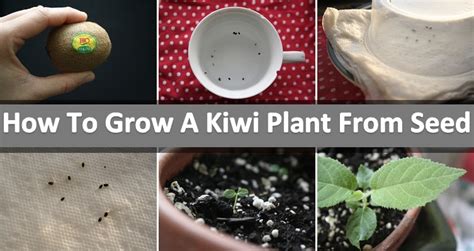 grow  kiwi plant  seed diy home design garden