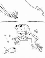 Frog Dart Poison Coloring Color Pages Animals sketch template