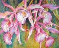 mini florida orchids broomemini