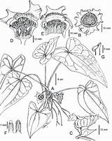 Asarum Maekawa Habit sketch template