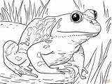 Coloring Pages Animals Zoo Frogs Bullfrog Frog Adult Tadpole Printable Kids Animal Male American Froggy Sheets Print Book Template Dressed sketch template