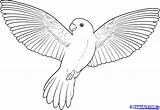 Flying Drawing Bird Draw Coloring Pages sketch template