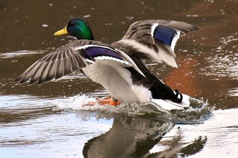 ducks  green heads north america id photo