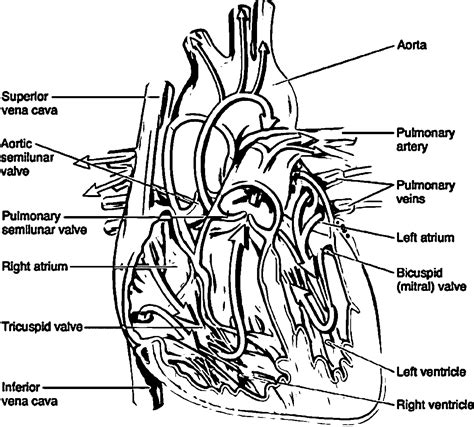 anatomy coloring pages heart   anatomy coloring pages