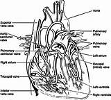 Coloring Anatomy Heart Pages Physiology System Biology Muscular Drawing Veins Printable Book Line Arteries Library Popular Clipart Getdrawings Books Coloringhome sketch template