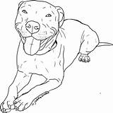 Pitbull Pitbulls Terrier Coloringtop Designlooter Colorear Webstockreview Paintingvalley sketch template
