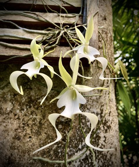 Florida Orchids How To Grow Florida S Native Orchids