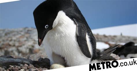Antarctic Penguins May Be Saved By Network Of Marine Protected Areas