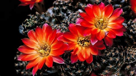 microsoft rilis tema cactus flower ayo  winpoin