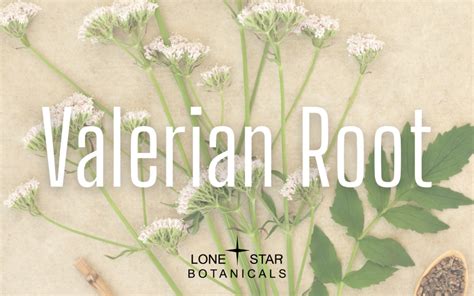 valerian root lone star botanicals
