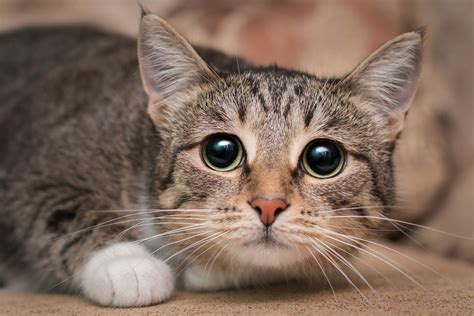 aengstliche katzen beim tierarzt tfa wissen