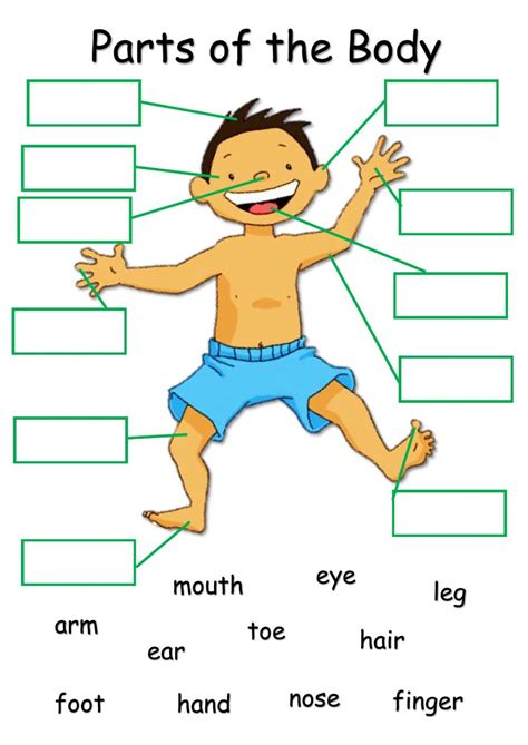 body parts english lessons  kids body parts  kids english