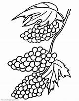 Grapes Coloring Pages Printable Raisins Clusters Color Getcolorings sketch template