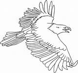 Falco Pescatore Adler Vogel Zum Ausmalen Bald Colorear Amerika Zeichnen Aguila Printmania Malvorlagegratis Coloring Coloringsun sketch template