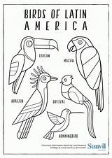 Coloring America Latin Pages Birds Colouring South Drawing Printable Animals Hispanic Heritage Sheets American Animal Month Pdf Guatemala Color Print sketch template