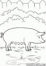 Colorat Porc Desene Schwein Planse Colorear Malvorlage Animali Bauernhof Fattoria Domestiques Domestici Cerdo Granja Desen Pigs Creion Colorkid Maiale Porci sketch template