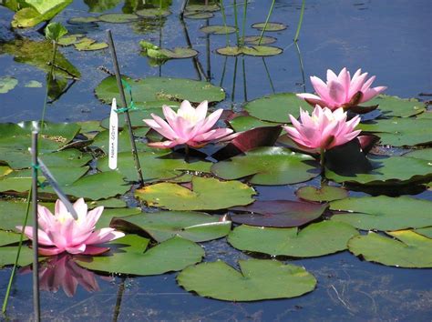 water lilies difficult  grow merebrook pond plants